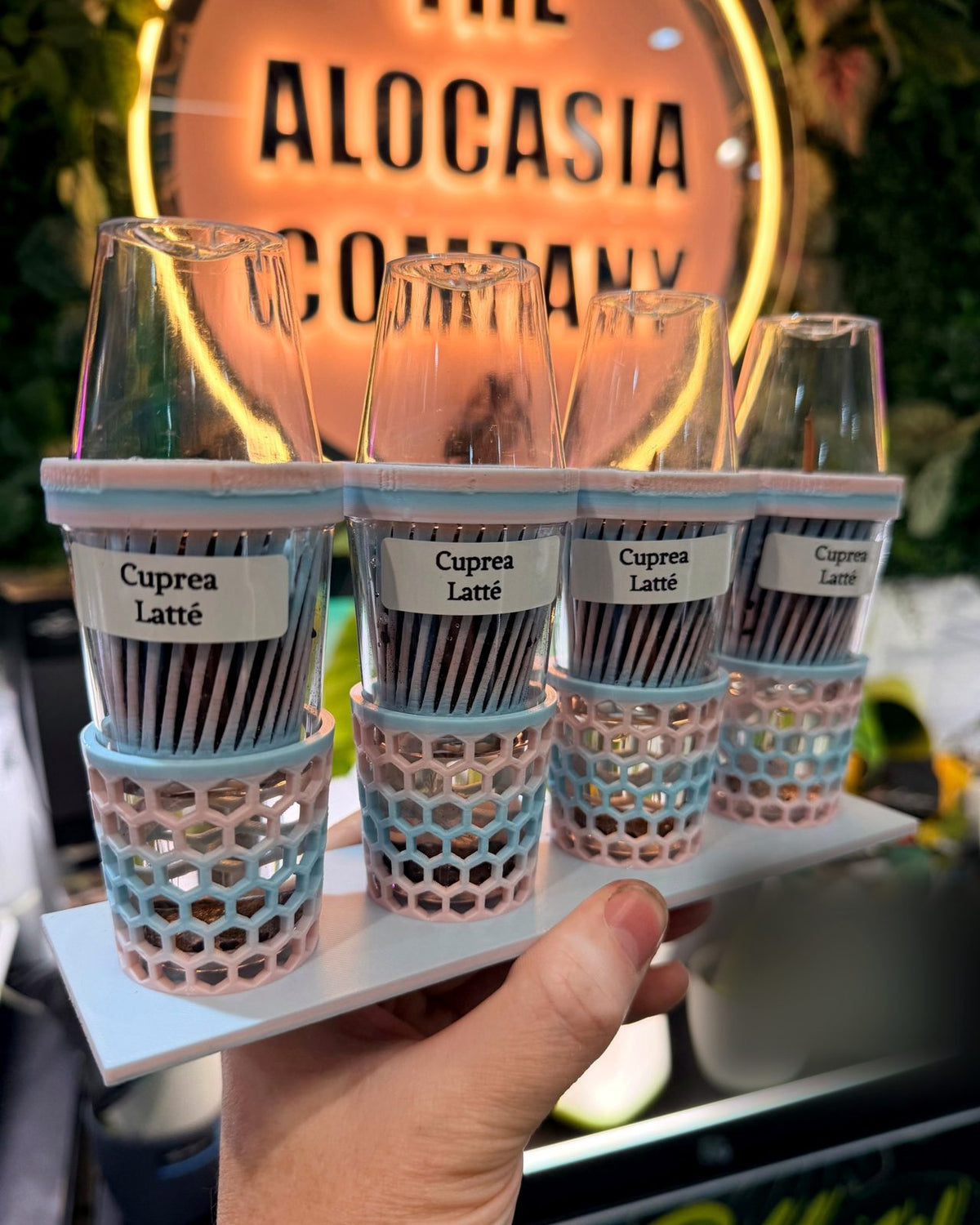 Labelled Alocasia corms propagating in clear cups